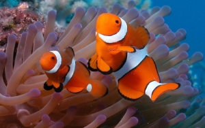 Cercant a Nemo